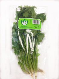 Coriander