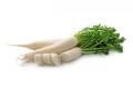 Chinese Turnip (White)