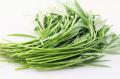 Water Spinach