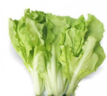 Taiwan Bok Choy