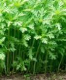 Chrysanthemum Green Chrysanthemum Green