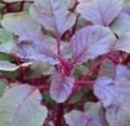 Red Yen Choy