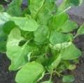 Green Yen Choy