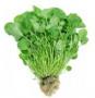 Watercress Loose 5kg