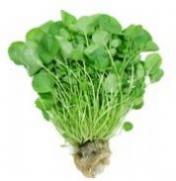 Watercress Watercress