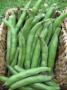 Broad Beans