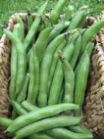 Broad Beans