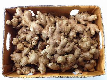 Thai Ginger(NEW SEASON) Thai Ginger(NEW SEASON)