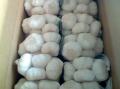 Chinese Garlic
