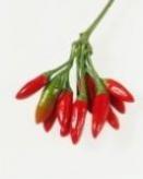Small Red Chilli Small Red Chilli