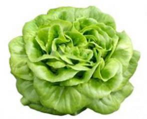 Salanova Lettuce - Green Salanova Lettuce - Green