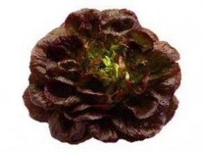 Salanova Lettuce - Red Salanova Lettuce - Red