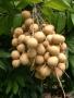 Thai Longan