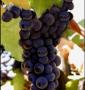 Black Grapes