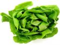Lettuce-Butterhead 