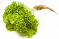 Lettuce Lolla Biondi P/P 12ct