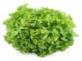Lettuce Green Oak P/P 12ct