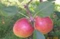 新西兰苹果-贝利本（代号035）Braeburn 