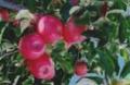 新西兰苹果-粉红佳丽（代号059）Cripps Pink - Pink LadyTM