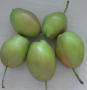 Bartlett Pear