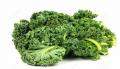 Kale Green Curly P/P 15ct