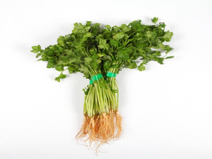 Coriander