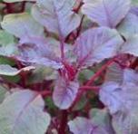 Red Yen Choy