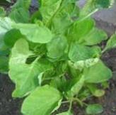 Green Yen Choy