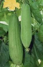 Sponge Gourd