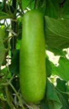 Bottle Gourd