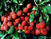 Lychee P/P 400g 20ct AU