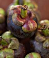 Mangosteen Fresh P/P 500g x 16ct