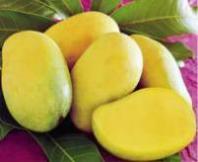 Mango 12ct TH