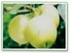Emerald Pear 
