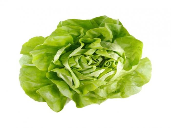 Butterhead Lettuce