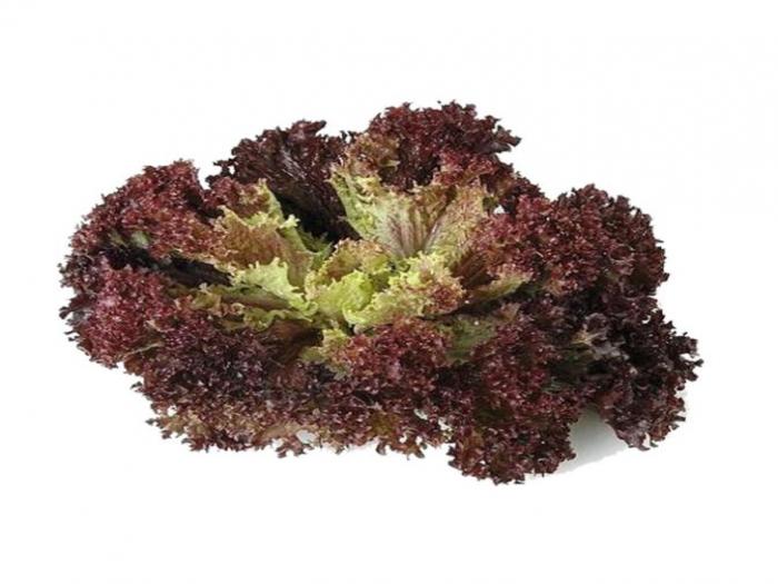 Lolla Rossa Lettuce