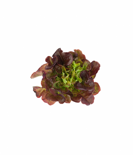 Lettuce Red Oak - Spray Free
