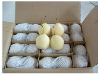 Pear YA 18kg CN Pear YA 18kg CN